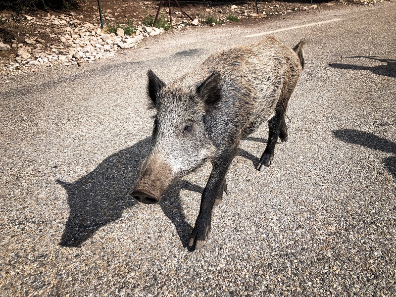 Wildschwein im Gorge de las Nesque