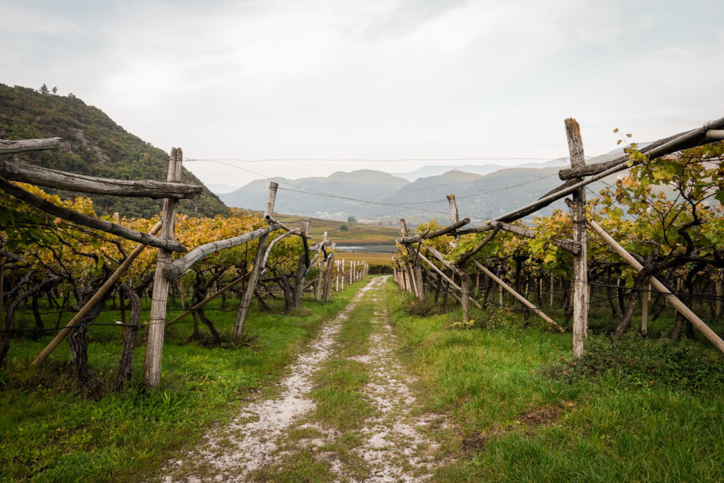 Schotterstrasse durch Weinberge am Kalterersee